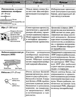 Скачать картинку ТАБЛИЦА ПО БИОЛОГИИ СТРОЕНИЕ И ФУНКЦИИ КЛЕТКИ № 32