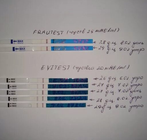 Тесты на беременность за 3 дня до задержки месячных. Фраутест 1 день задержки. Тест на беременность по дням до задержки. Положительный тест до задержки. Забеременеть за три дня до месячных