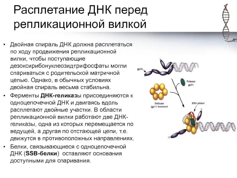 Молекулярный механизм репликации. Белки связывающие одноцепочечную ДНК. «Расплетающим» двойную спираль ДНК ферментом.