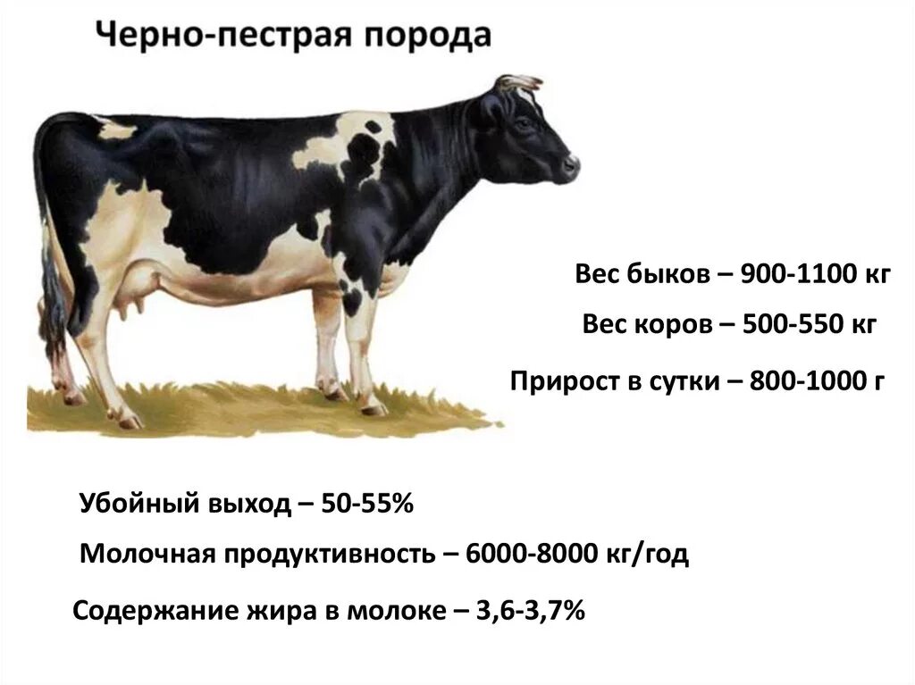 Мясо живой вес цена. Вес коровы голштинской породы. Черно-пестрая порода коров. Средний вес коровы. Вес молочной коровы в среднем.