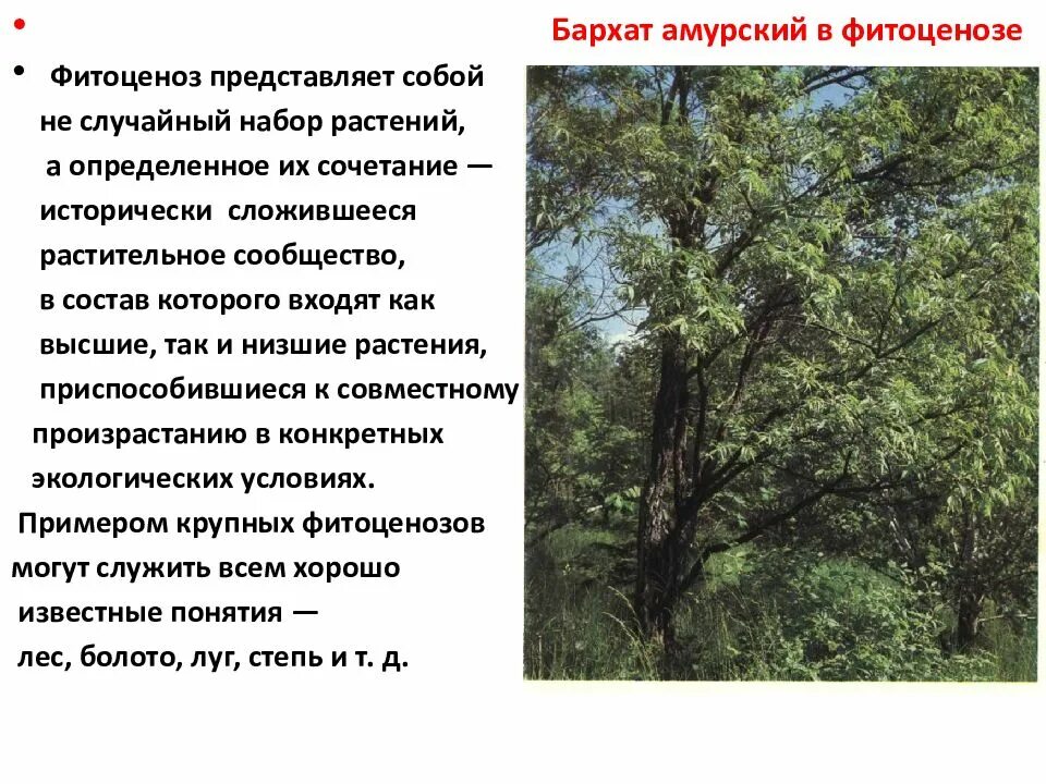 Сообщение о растительном сообществе 7 класс. Сообщение на тему многообразие фитоценозов. Растительные сообщества многообразие фитоценозов. Растительное сообщество растений. Растительное сообщество лес.