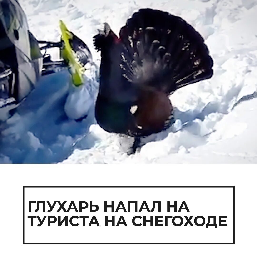 Токующий глухарь сосногорск. Глухарь нападает на человека. Глухарь напал. Глухарь нападает. Порхалище для тетерева.