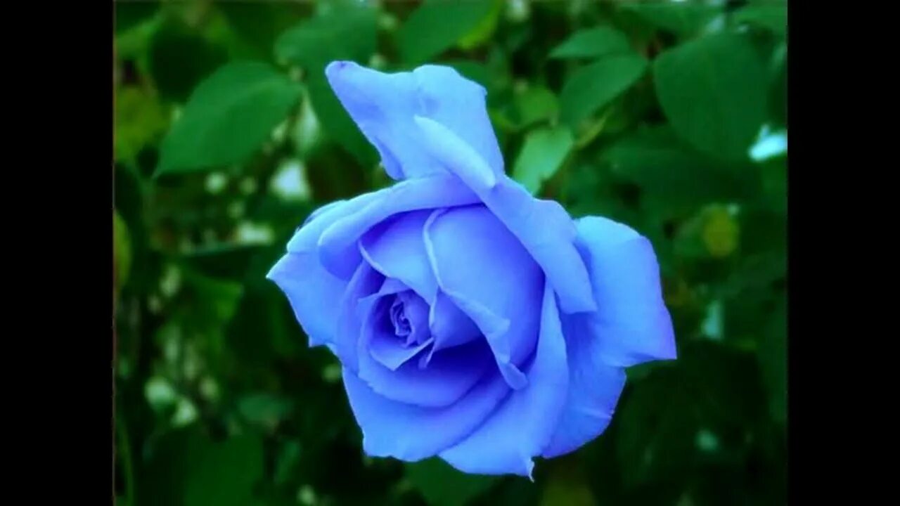Саженцы голубой розы