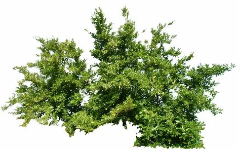 Bush plant
