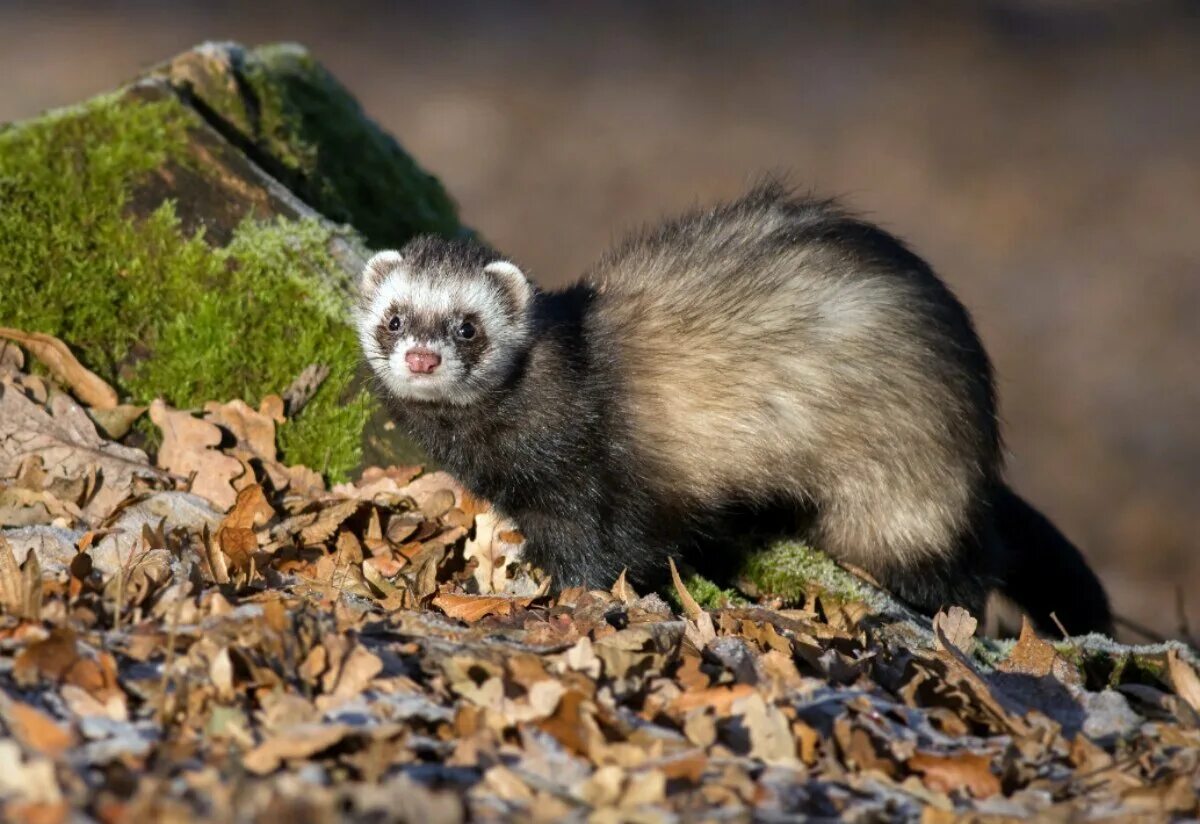 Лесной хорь. Хорёк лесной черный. Куница ласка горностай. Дикий хорек сибирский. Тхор.