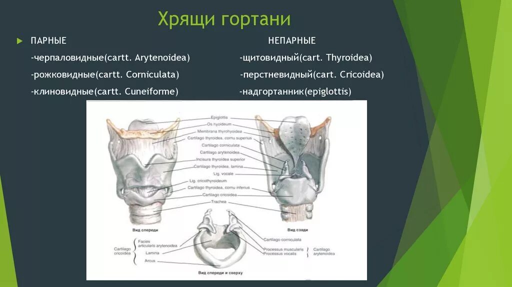 Хрящевое строение гортани. Клиновидный хрящи гортани анатомия. Клиновидный хрящ хрящ. Надгортанник и щитовидный хрящ. Парные хрящи гортани анатомия.