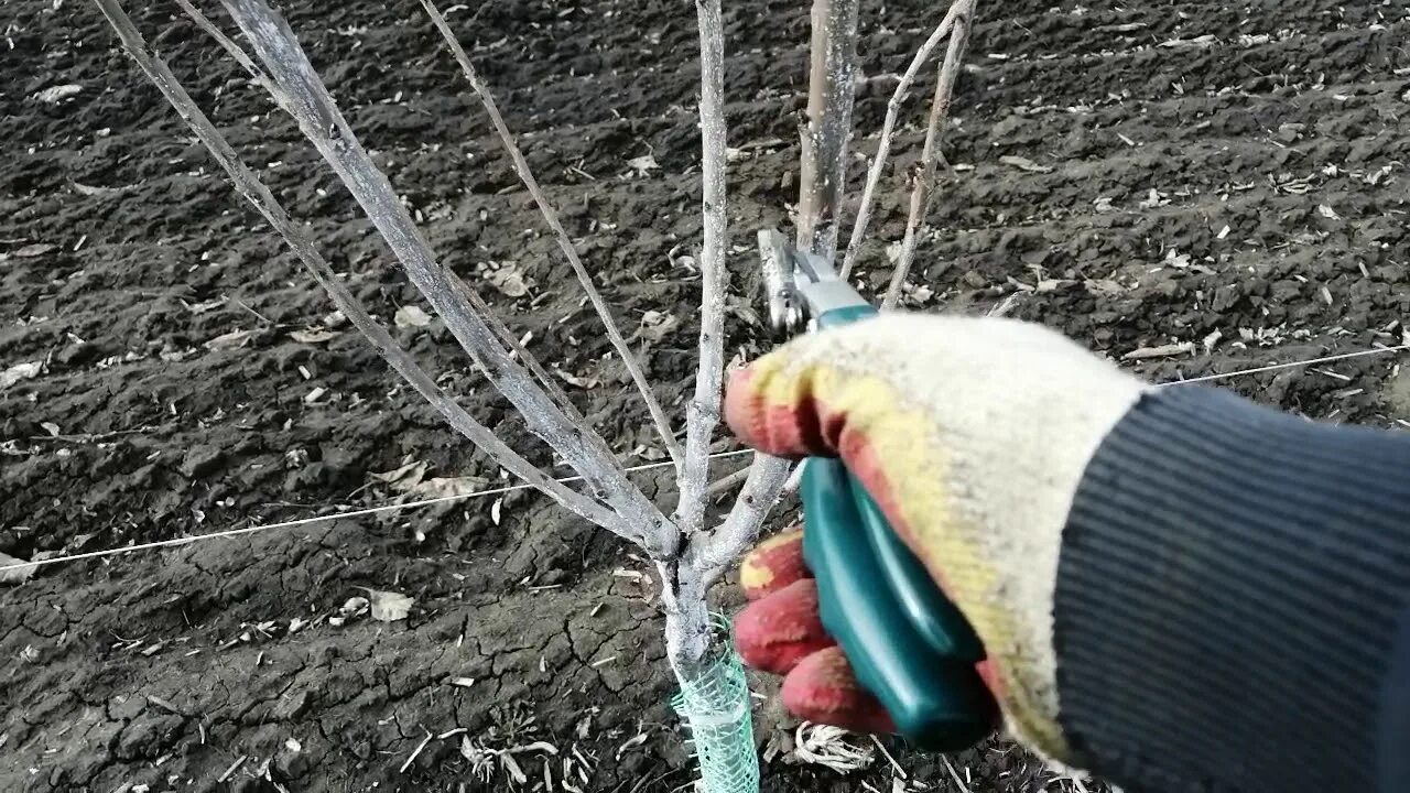 Как защитить видео. Защита саженца от зайца. защита сада от зайцев. борьба с зайцами в саду. как защитить саженцы от зайцев.
