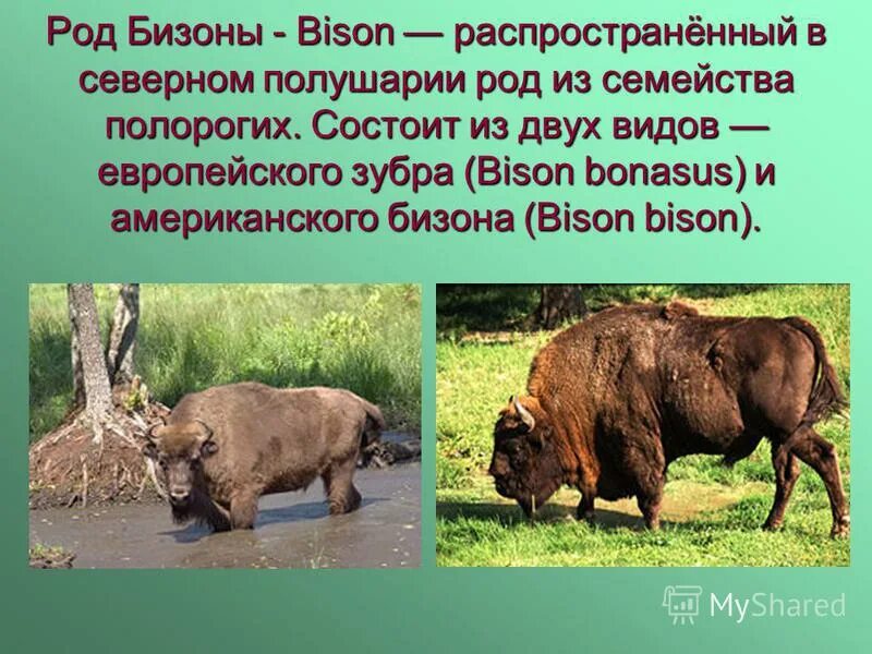 Какой тип питания характерен для бизона. Рассказ о Бизоне. Доклад про бизона. Бизон презентация. ЗУБР И Бизон.