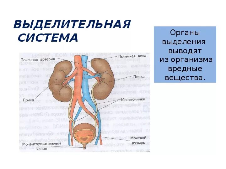 Выделение мочи какой орган. Выделительная система человека. Система органов выделения. Какие органы удаляют из организма вредные вещества.