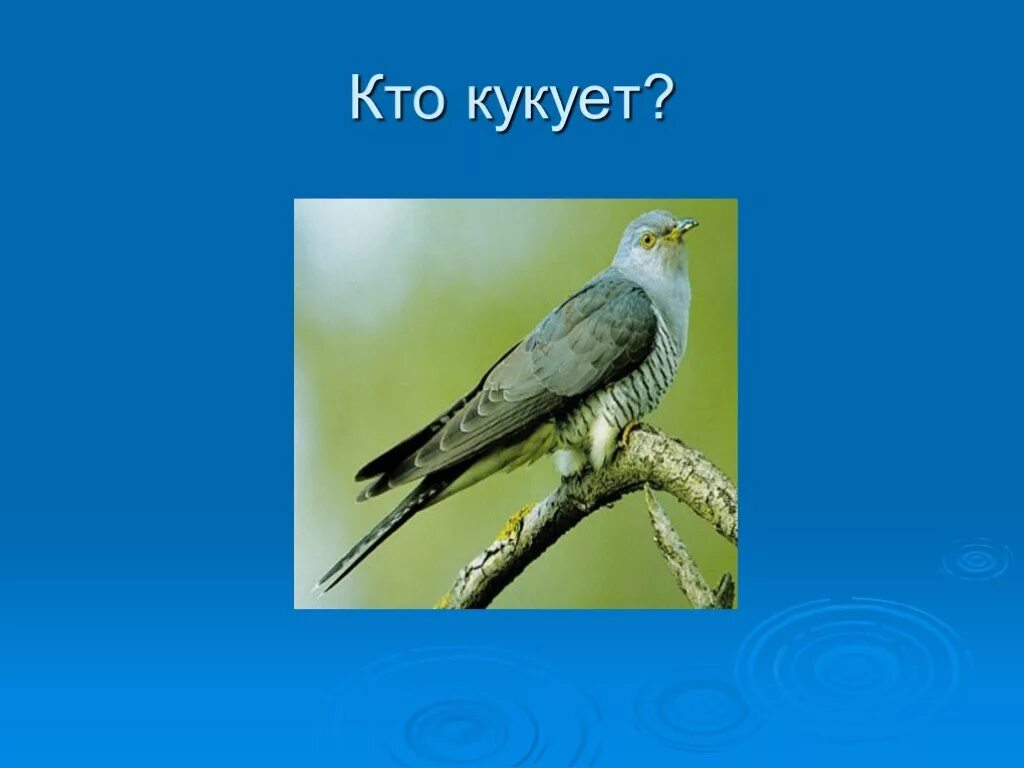 Кто кукует у кукушек самец или самка. Кто кукует. кто кукует самка или самец. кто кукует у кукушки. кто кукует у кукушки самка или самец ответ.
