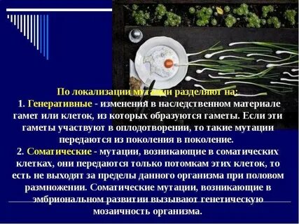 Генеративная клетка это