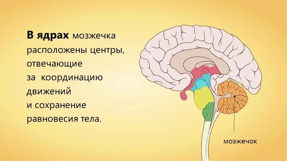 Ствол головного мозга и мозжечок. Отдел головного мозга строение мозжечка. Строение головного мозга ствол мозжечок. Структура мозжечка в головном мозге. Поддержание равновесия тела отдел мозга