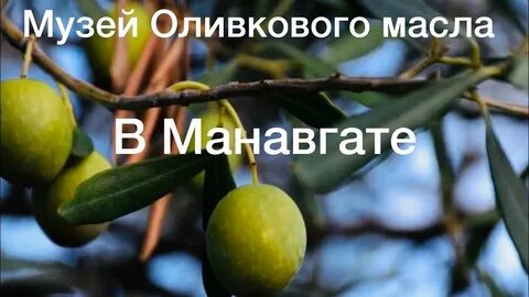 Маслиновые