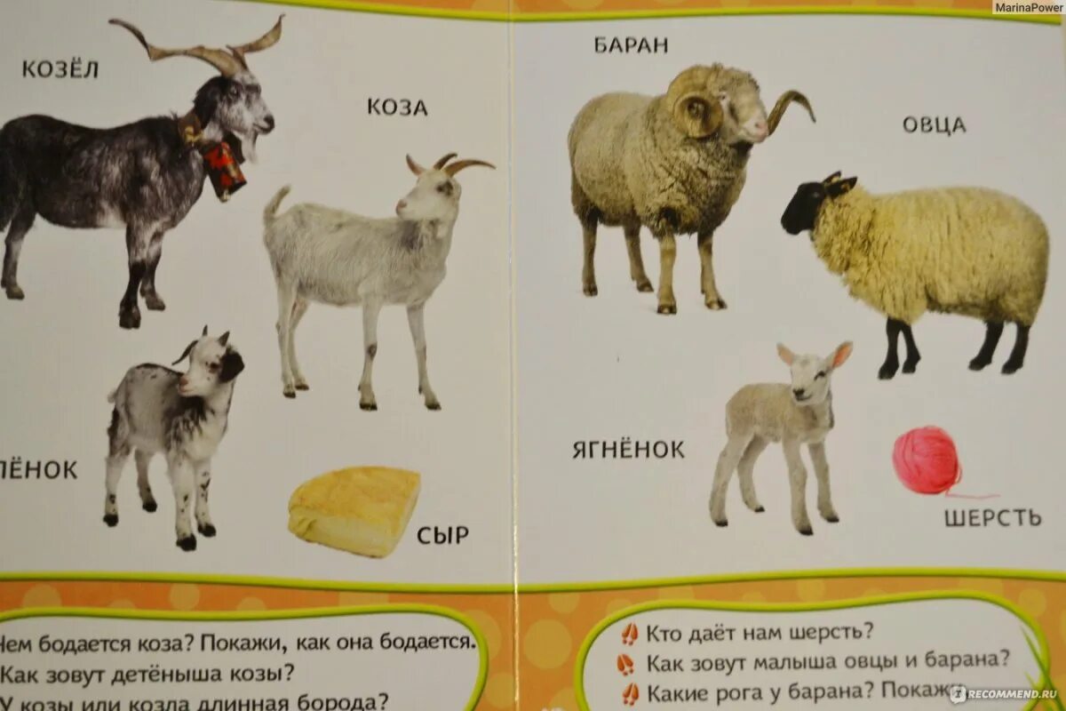 Овца и баран детеныш. Карточки домана овца. Как называют детеныша барана. Как называют детеныша овцы. Как зовут детеныша овцы.