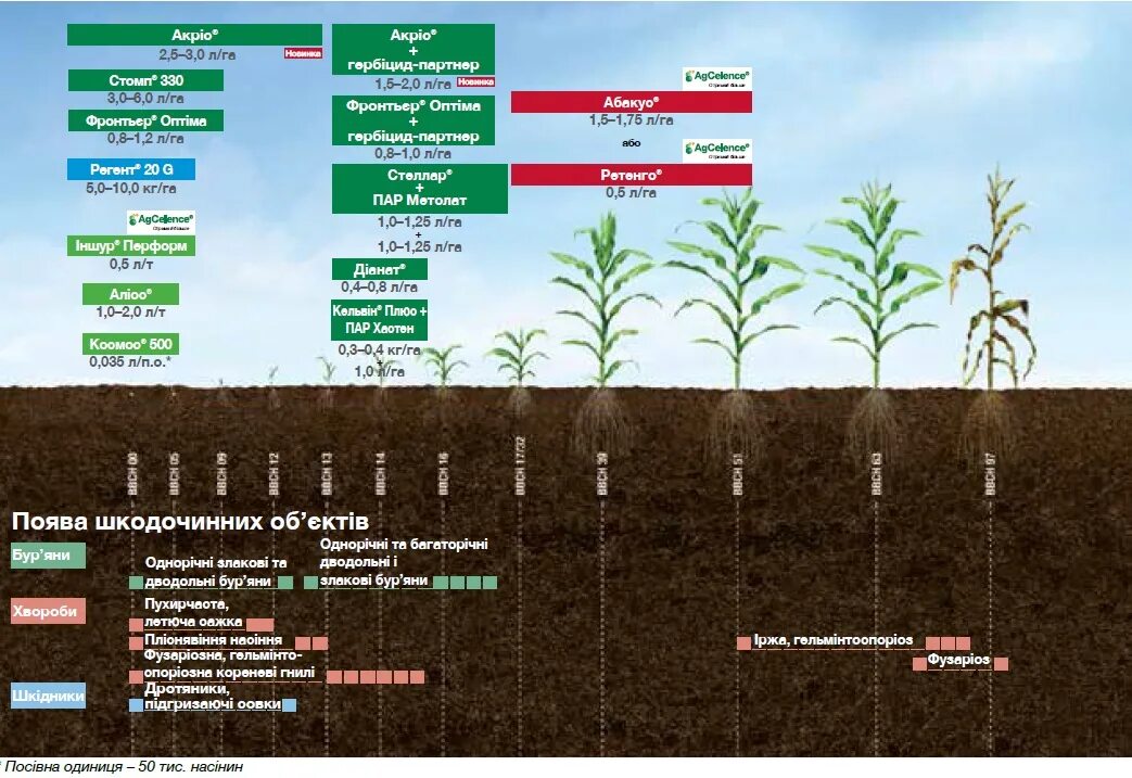 Возделывание кукурузы на зерно. Центр происхождения сахарный кукуруза. Технология выращивания кукурузы. Технология выращивания кукурузы. Технология возделывания кукурузы.