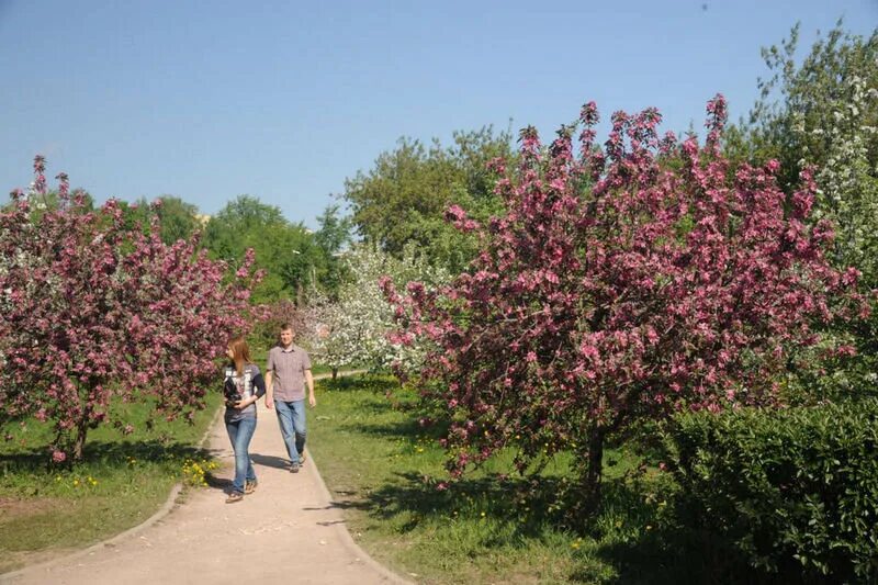 Аллея яблонь екатерининский парк. Яблоневый сад в подмосковном одинцово. Яблоня москва. Парк коломенское цветение яблонь. Яблоневый сад на кутузовском.