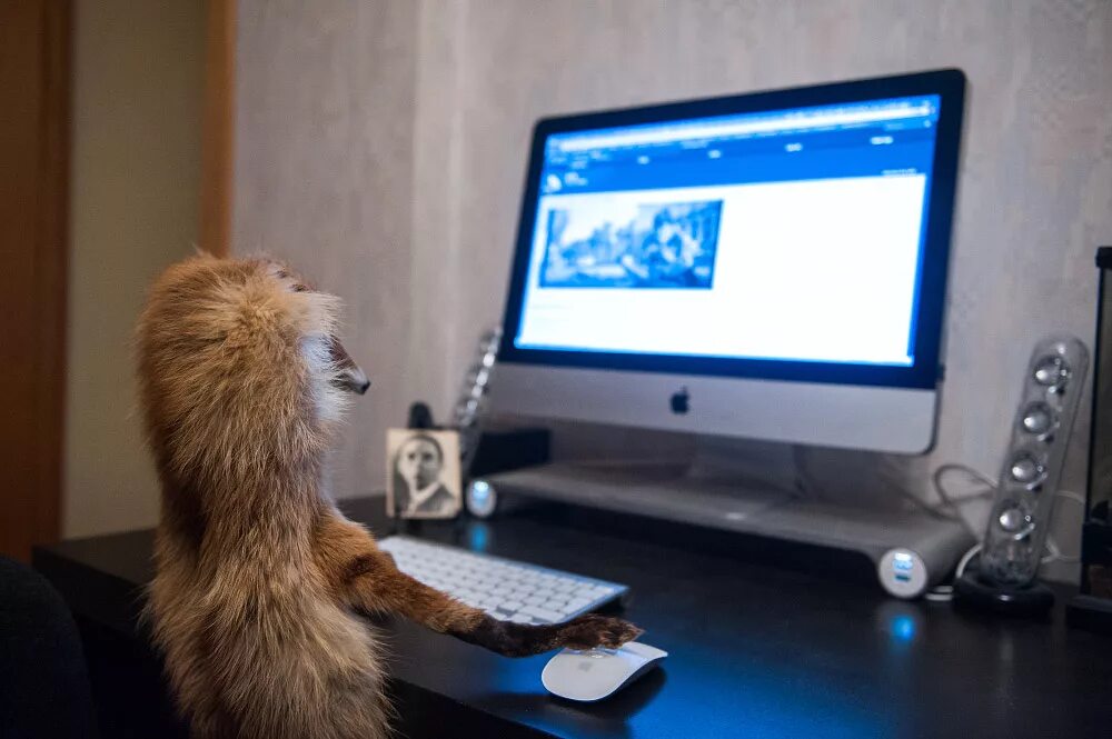 Fox computers