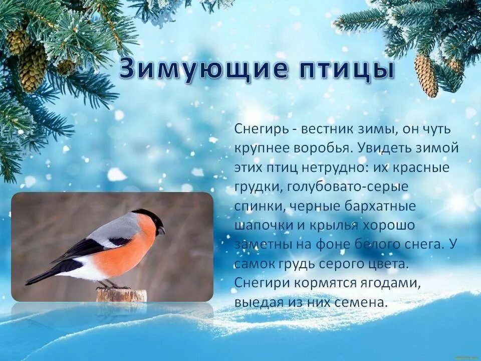 Зимующие птицы 1 класс окружающий. Зимующие птицы снегирь. зимующая птица снегери. рассказ о зимующих птицах. информация о снегире.