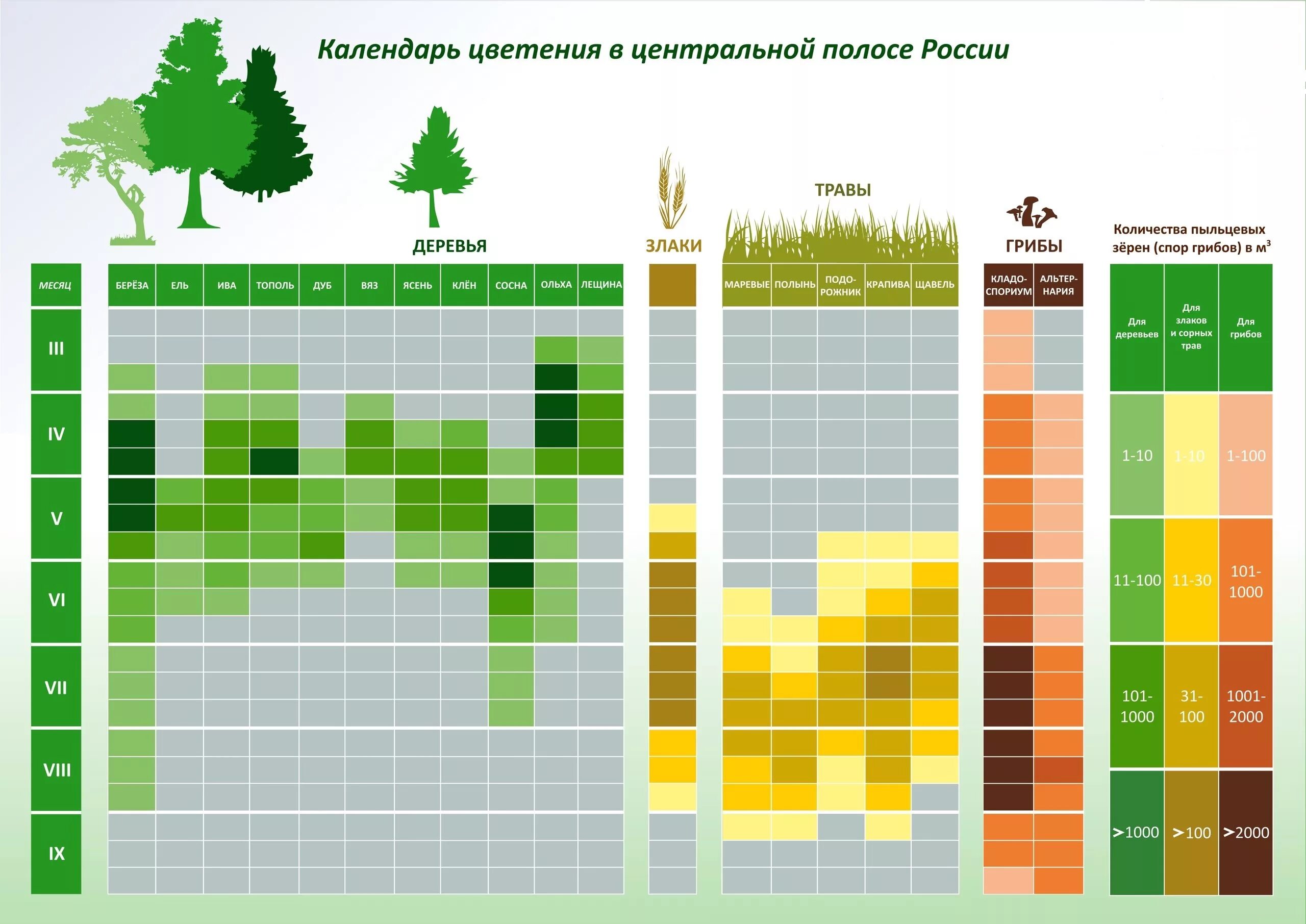 Период цветения березы в Москве 2021 для аллергиков. Поллиноз периоды цветения. Календарь аллергика цветения растений-аллергенов. Период цветения аллергенных деревьев. Аллергены краснодар