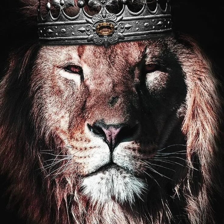Lions Realm on Instagram: "