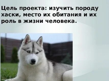 Сколько лет живут хаски