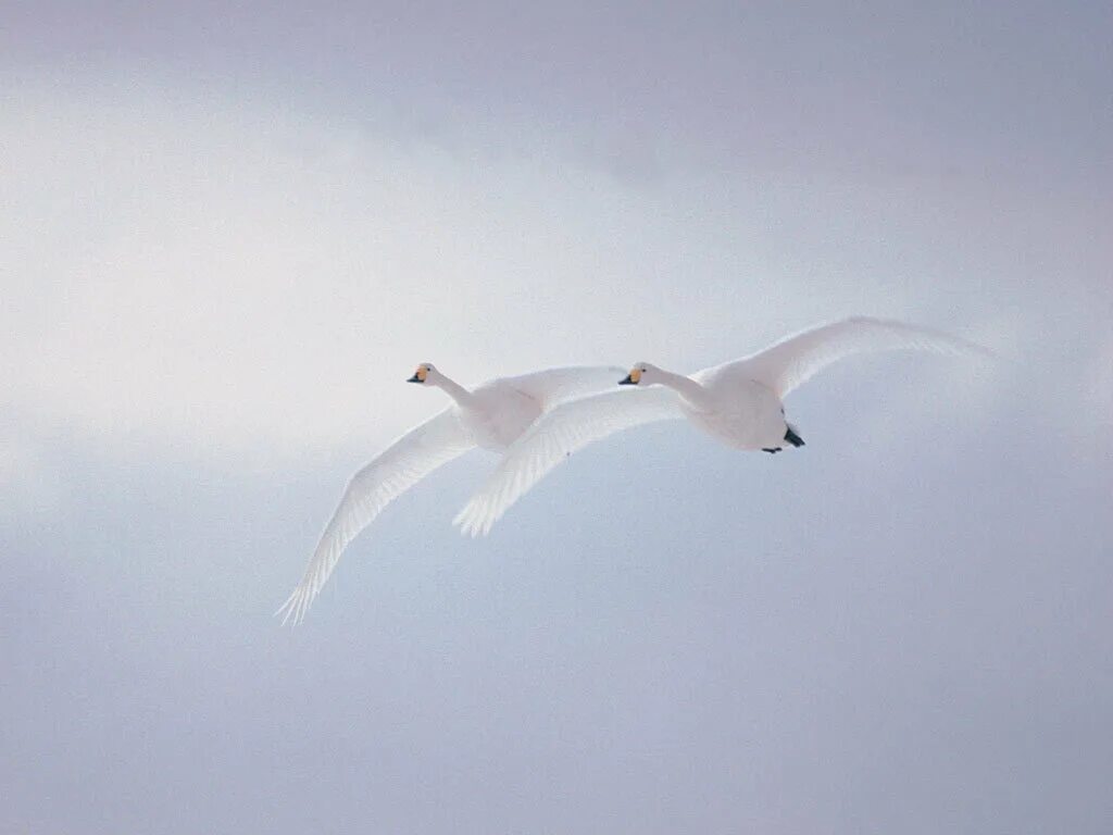 Белые птицы кружат над крышами слушать. Лебеди в небе. Две птицы в небе. Лебеди летят. Полет лебедя.