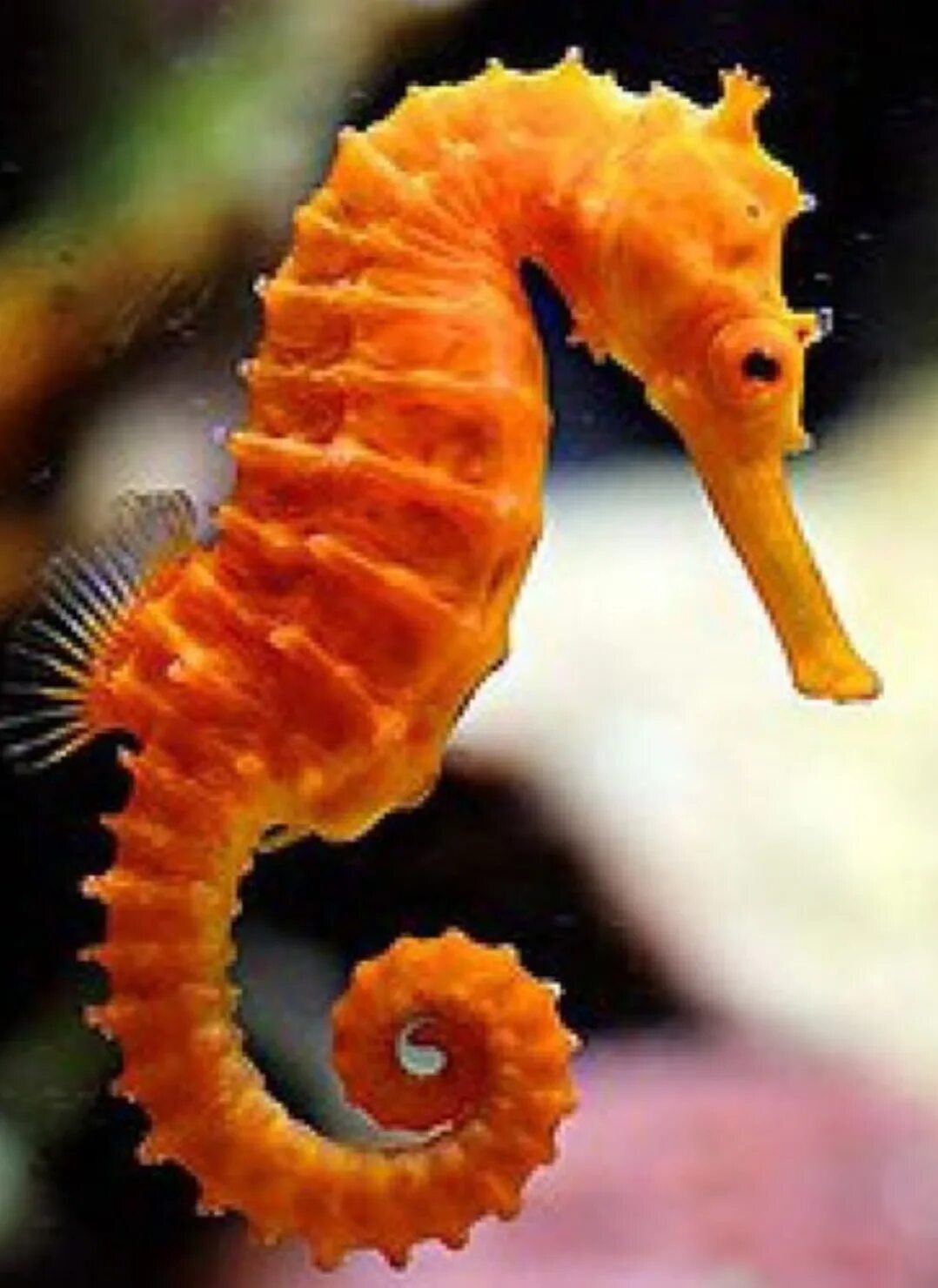 Год морских коньков. Морской пони hippocampus satomiae. Морской конек. Морской конёк сатоми. Морской конек (hippocampus hippocampus).