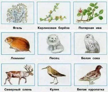 Окружающий мир тест по теме тундра