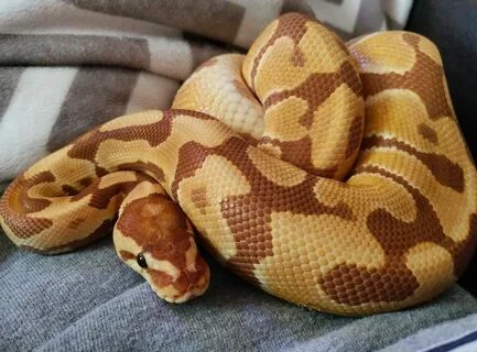 Pet python