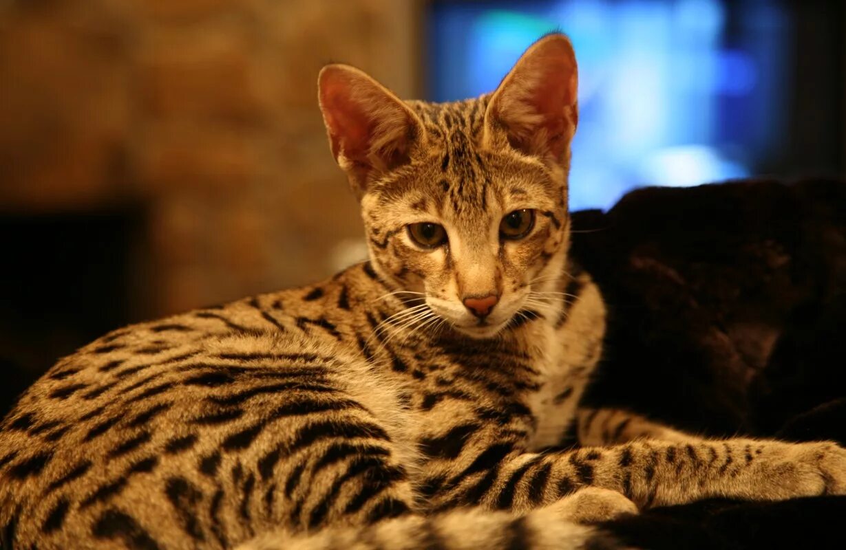 Саванна 1. Сервал саванна ф1. Саванна кошка f1. Сервал ашера. Сервал саванна ф1.