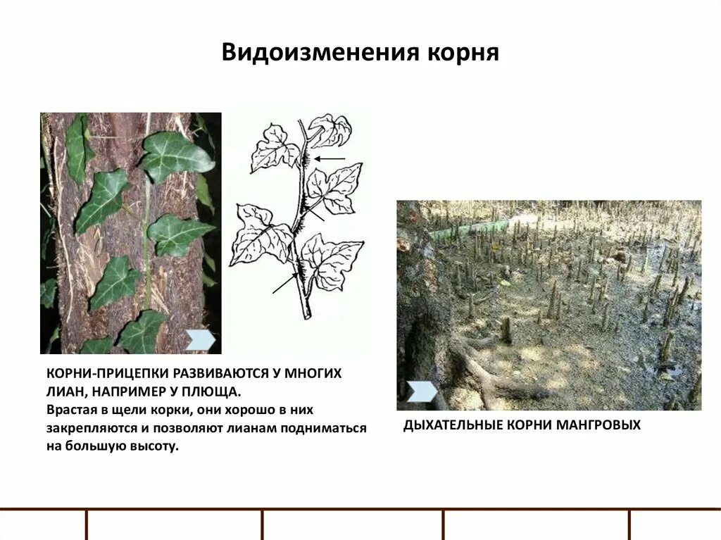 Корни прицепки функции. Корни прицепки строение плюща. видоизменения корней корни прицепки. корни прицепки строение корня. корни лианы прицепки.
