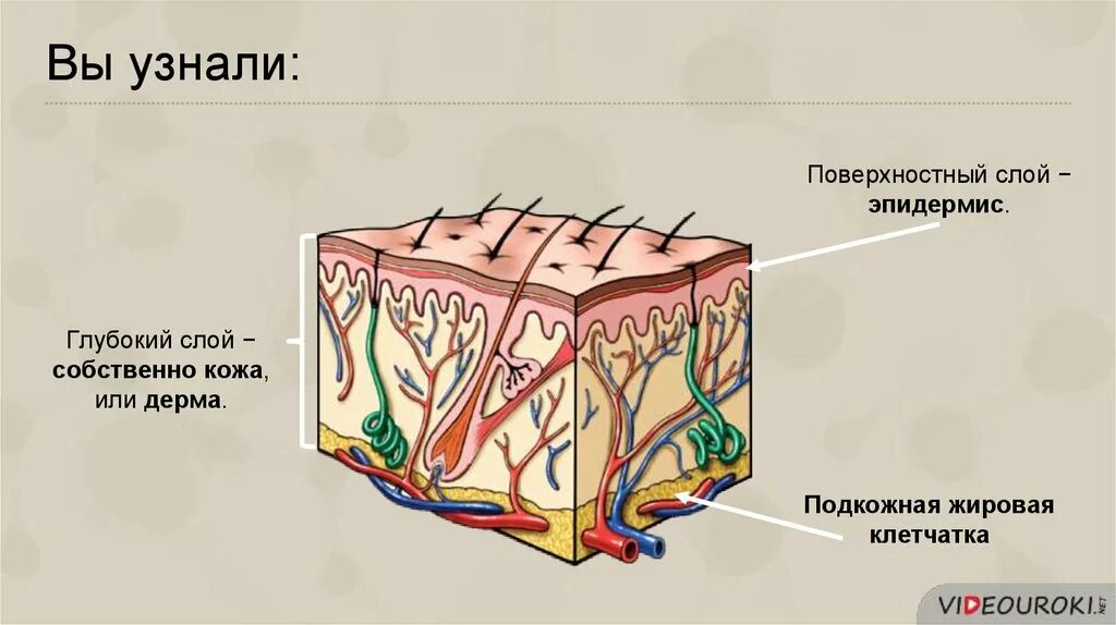 Функции кожи 9 класс биология. Покровы тела человека строение и функции кожи. Слои кожи строение и функции таблица. Поверхностный слой кожи. Кожа строение и функции кожи.