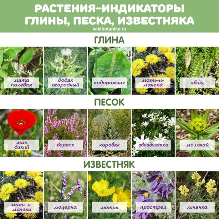 Какие деревья любят кислую почву