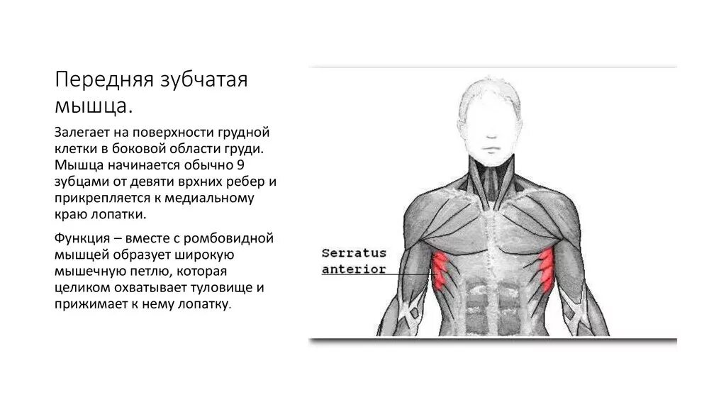 Мышцу расширяющую грудную клетку
