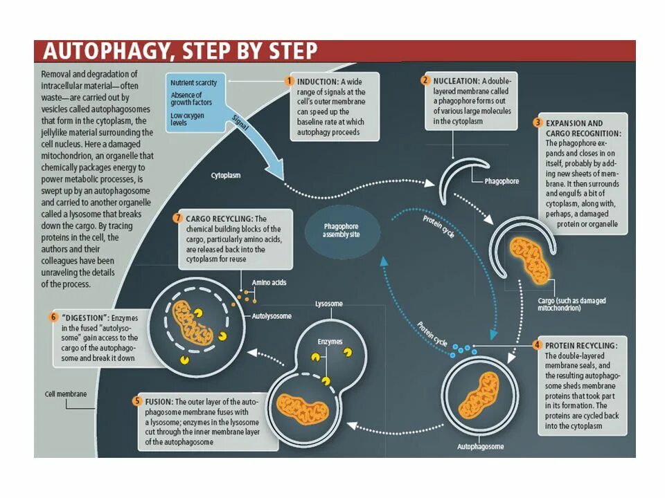 Аутофагия это простыми словами. Аутофагия. Механизм аутофагии. Аутофагическая гибель клеток. Аутофагия процесс.