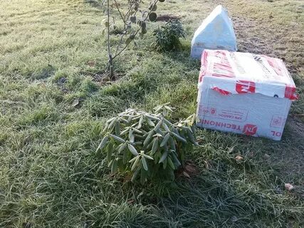 Когда укрывать рододендроны на зиму