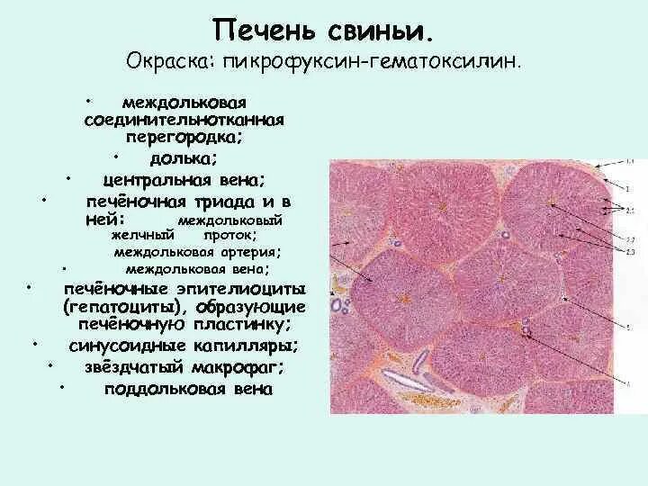 Функции клеток печени. Печень свиньи гистология пикрофуксин. печень свиньи окраска гематоксилин и пикрофуксин. междольковая вена печени гистология. печень свиньи окраска гематоксилин.