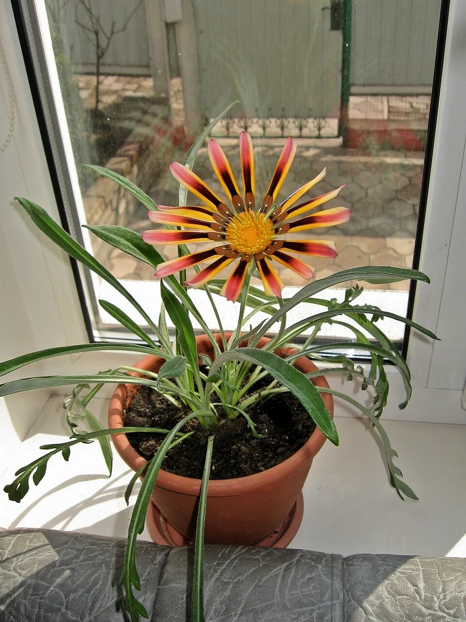 комнатные растения солнца. антуриум монстера спатифиллум. хлорофитум спатифиллум. комнатные растения солнца. цветок в горшке на подоконнике.