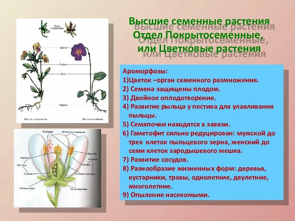 Ароморфозы цветковых растений. Ароморфозы покрытосеменных. Появление цветка у покрытосеменных. Ароморфозы растений по отделам.