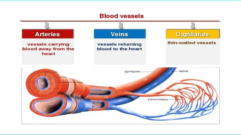 Functions of Blood. Blood function картинки для презентации. Blood Worksheet.
