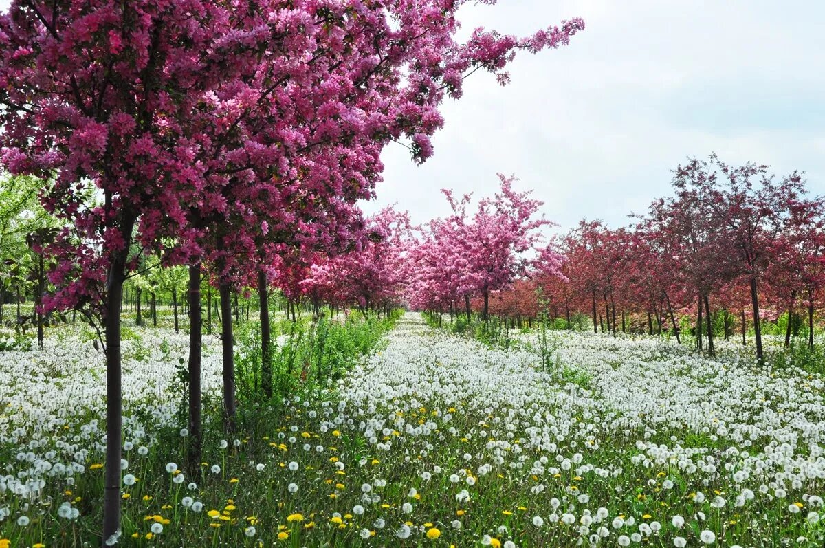 Spring trees. Цветы деревья ни. последняя версия spring. весенний пейзаж цветы пенза фото. starkville in spring.