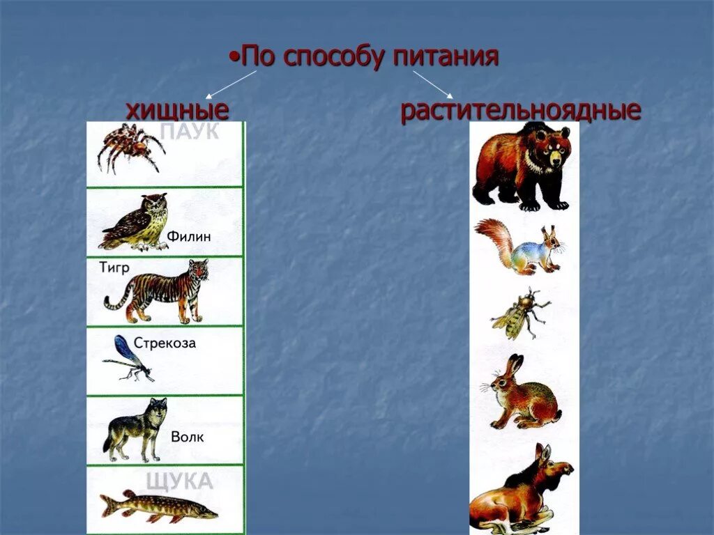 Растительноядные животные. Растительноядные и Хищные животные. Травоядные животные. Дикие животные Хищные и травоядные.