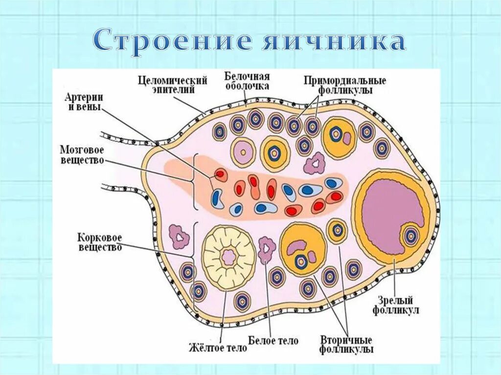 Строение яичника анатомия. Внутреннее строение яичника анатомия. Внутреннее строение яичника схема. Строение паренхимы яичника. Строение женского яичника.