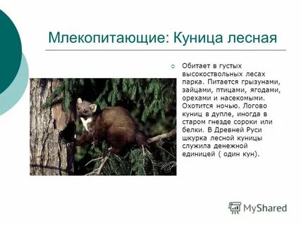 Куницы где обитает