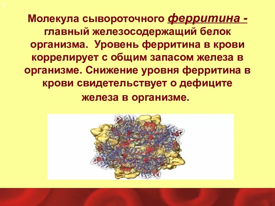 За что отвечает ферритин в организме женщин