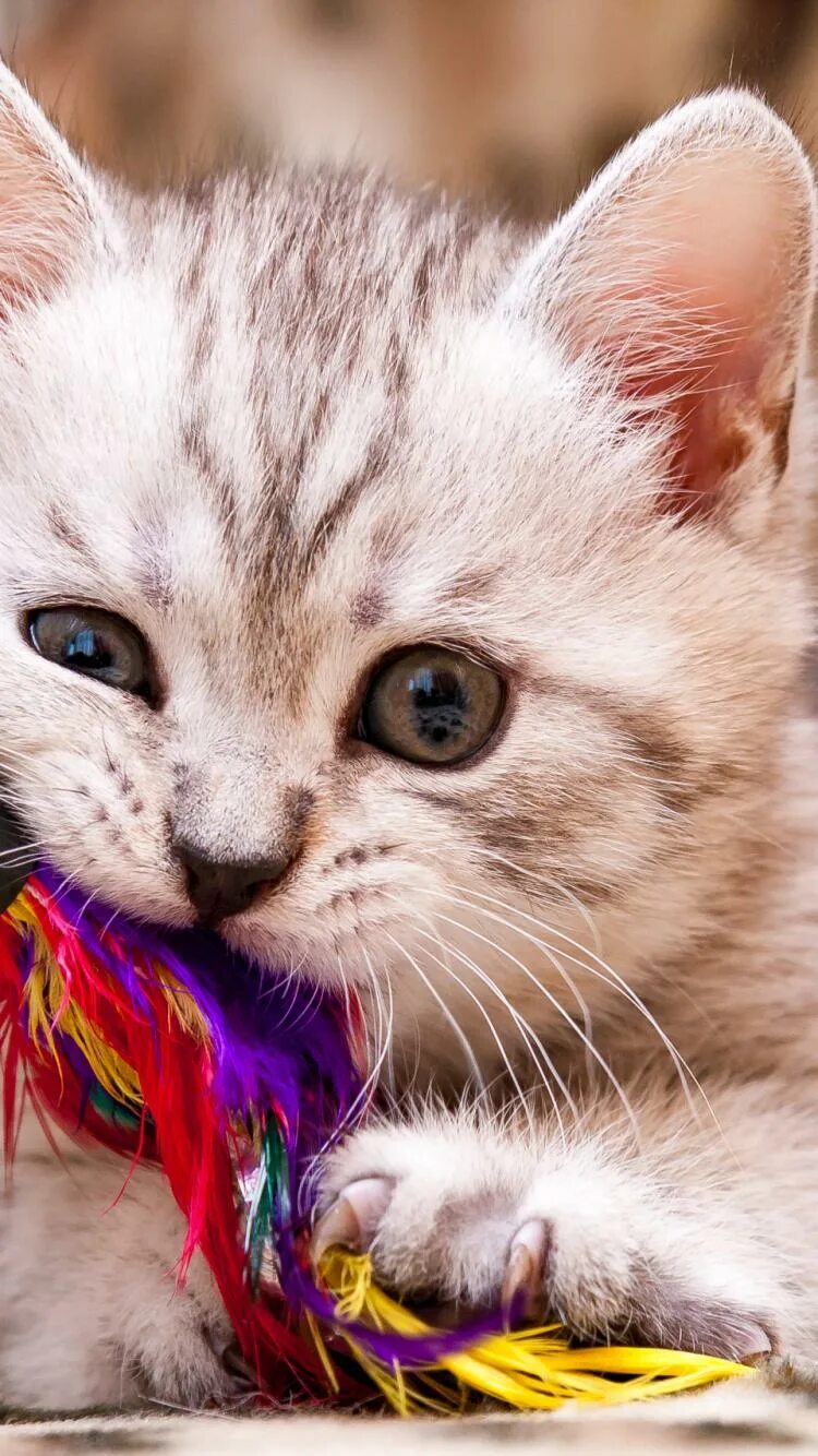 Your kitty. фото психопат писатель. Funny kitten. кружка kitties are metal. The kittens were funny продолжение.