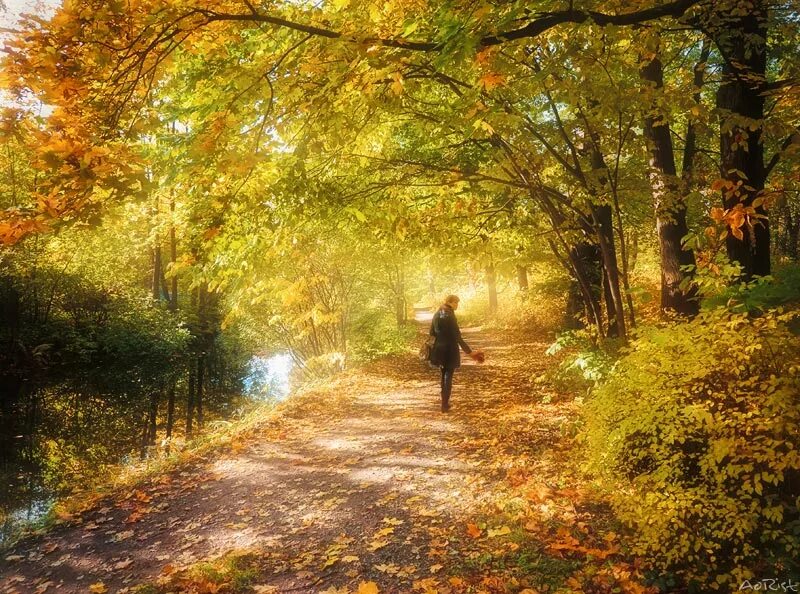Ранним утром я иду в соседнюю рощу. Осенний день. Осенняя аллея. Осенняя прогулка. Осень покой.