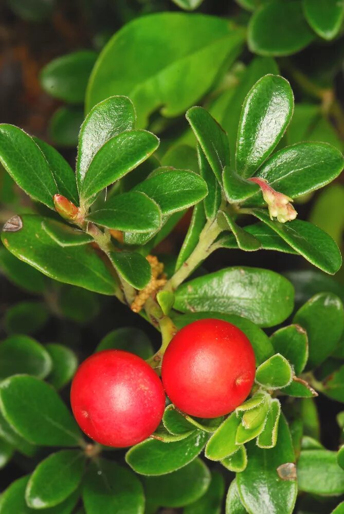 Толокнянка обыкновенная. Медвежья ягода толокнянка. Толокнянка (Arctostaphylos UVA ursi). Толокнянка обыкновенная Медвежье ушко.