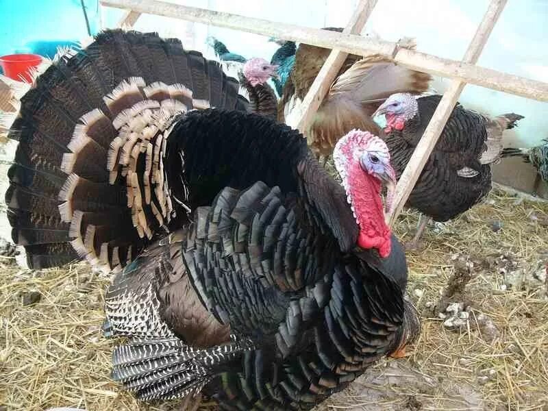 Сколько индюков. Сколько индюков. Наррагансетт индюк. Наррагансетт индюк. Узбекская палевая индейка.