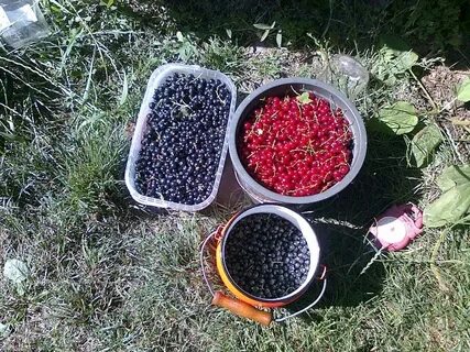 В хозяйстве смородины никто не мог